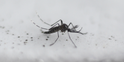 Brotes de dengue y sarampin se cobran sus dos primeras muertes en Argentina
