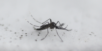 Elevan a 34 las muertes por dengue en Paraguay, 14 ms que la pasada semana