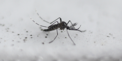 Fallecimiento de una mujer eleva a tres las muertes por dengue en Argentina