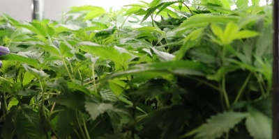 El desacuerdo y la duda en la ONU aplazan facilitar el uso mdico de cannabis