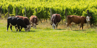 Las exportaciones de carne argentina cayeron un 32,8 % por el coronavirus