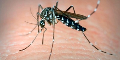 Muertes por dengue suman 46 en Paraguay pero epidemia remite, segn Gobierno