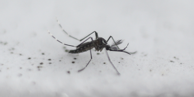 Montevideo exhort a la poblacin a extremar las medidas de prevencin tras registrarse un caso de dengue autctono en Salto 