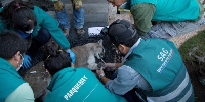 Un nuevo puma se pasea por Santiago de Chile desde el inicio del toque queda