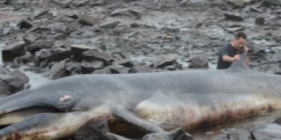 Ballena que muri en la costa ser estudiada por la Facultad de Veterinaria