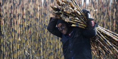 La Unin de Trabajadores Azucareros de Artigas denuncia que ms de 1.400 obreros del sector estn pasando hambre por la emergencia sanitaria