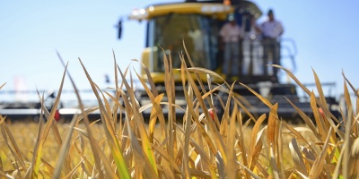 Argentina prev una produccin rcord de trigo para la campaa 2020-2021