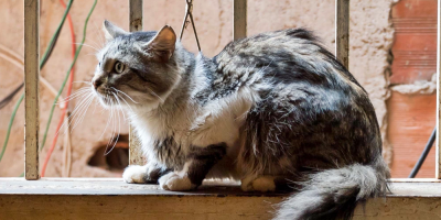 Los gatos son una especie ms susceptible al coronavirus, afirma la OMS