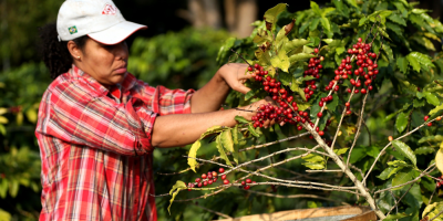 Las exportaciones de caf de Brasil crecen un 2,5 % en abril pese COVID-19