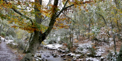 Estudian los lquenes para identificar zonas de proteccin ante la crisis climtica