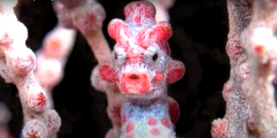 Ser invisible: Disean clulas humanas transparentes, similares a las del camuflaje animal