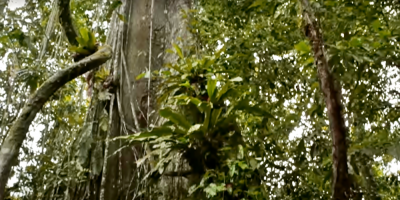 Expertos piden ms coordinacin para proteger la biodiversidad de la Amazonia