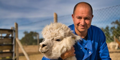Cientficos chilenos hallan "fuerte" anticuerpo contra la COVID-19 en alpacas