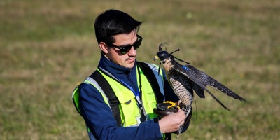 Aves rapaces custodian el Aeropuerto de Carrasco