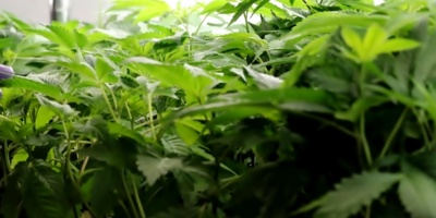 Proyectan instalar una planta de cannabis medicinal en San Jos�