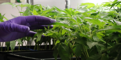El Gobierno analiza impulsar modificaciones jur�dicas para facilitar exportaci�n de cannabis medicinal  