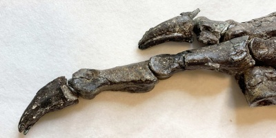 Descubren en Brasil f�sil de una especie de dinosaurio desconocida