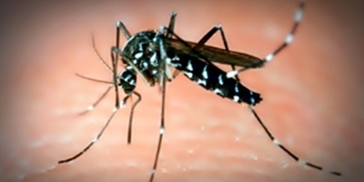 Argentina registra una cifra r�cord de casos de dengue