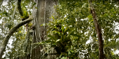 La Amazonia, M�xico y Cuba, en festival fotoperiodismo