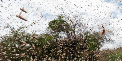 Ganader�a y el Sinae exhortan a notificar ante avistamiento de langostas