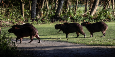 Pandemia aumenta presencia de animales salvajes en campo de golf en Brasil
