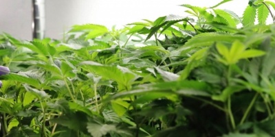 Paraguay estudia la posibilidad de producir marihuana para exportaci�n