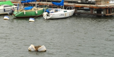 Armada recomend� a navegantes evitar acercarse a las ballenas en Maldonado y Rocha
