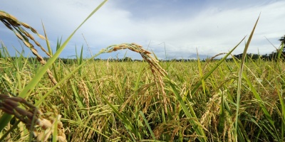 Las exportaciones de la zafra de arroz este a�o superan ventas anteriores