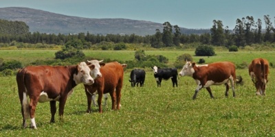 La Federaci�n Rural destaca el lanzamiento de Procarnes y el impulso del gobierno para el acceso a los mercados c�rnicos