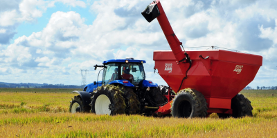 Brasil puede convertirse en exportador de trigo con cultivos en �rea tropical