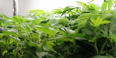 Un estudio demuestra que el cannabis reduce m�ltiples s�ntomas del Parkinson