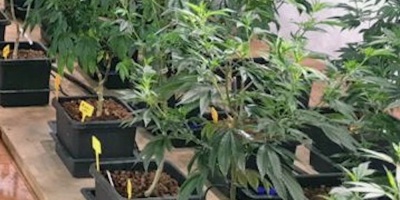 Cannabis medicinal, un negocio "de tiempo" que crece, dice experto uruguayo
