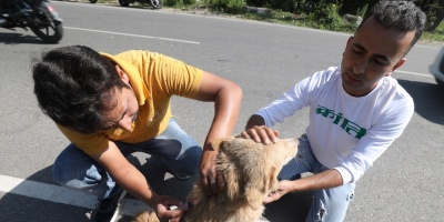 Est� en marcha el per�odo de registro de patentes de perros