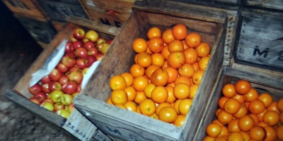 Condenaron a tres personas por contrabandear 6.500 kilos de frutas y verduras en Melo