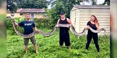 Capturan serpiente pit�n de m�s de 6,1 metros de largo a 50 km de Miami