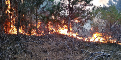Bomberos contin�an trabajando para combatir incendio forestal en la Ruta Interbalnearia