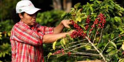Brasil export� en setiembre volumen r�cord de 3,79 millones de sacas de caf�