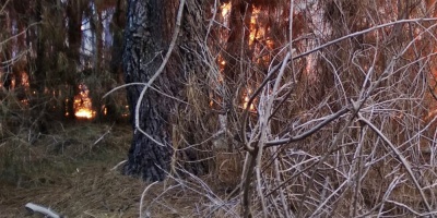 M�s de 30 hect�reas forestadas fueron arrasadas por el fuego en Villa Argentina. El incendio fue controlado