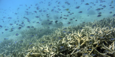 Descubren un nuevo arrecife de coral en Australia, el primero en 120 a�os