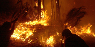 Cambio global obliga a nueva gesti�n del fuego para proteger la biodiversidad
