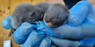 Italia suspende la cr�a de visones tras contagios de estos animales con el nuevo coronavirus en Dinamarca