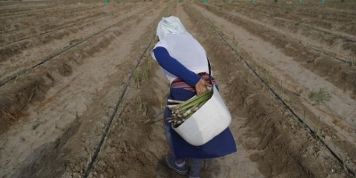 "Esclavos" de la boyante agroindustria exportadora del Per�