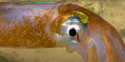 Gran avance cient�fico tras el hallazgo de especie de medusa en Puerto Rico