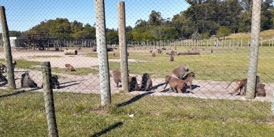 Veinte monos escaparon de recinto en Parque Lecoq