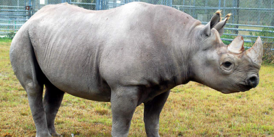 Muere el rinoceronte negro del zool�gico de Miami, el m�s adulto de Norteam�rica