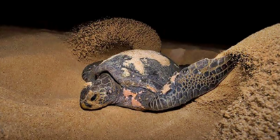 La vida se abre paso: tortugas desovan en playas distantes de Florida para mejorar su reproduccin