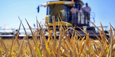 Uruguay vuelve a exportar arroz a Oriente Medio con 60.000 toneladas a Irak