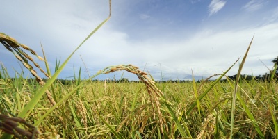 Uruguay volver a exportar arroz a Irak