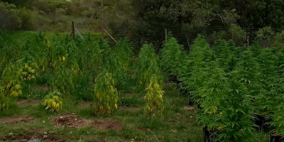 Operativo policial termin� con la incautaci�n de 746 plantas de marihuana