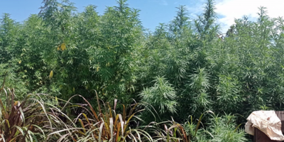 Incautaron m�s de 100 plantas de marihuana y dos sujetos fueron detenidos